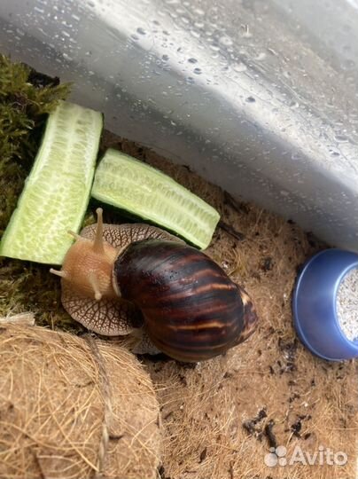 Улитки ахатины