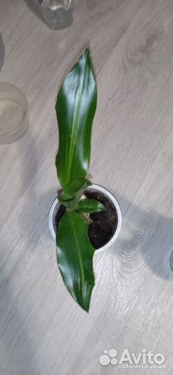 Драцена широколистная