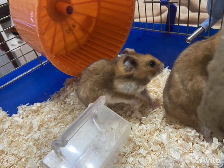 Сирийский хомяк