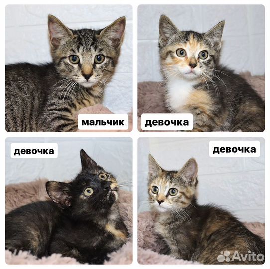 Кот кошка бесплатно