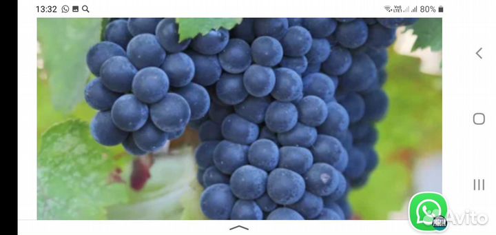 Продажа винограда