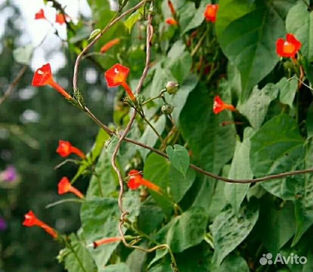 Вербена ампельная, традесканция, ипомея