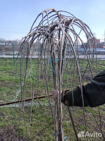 Саженцы плодовых деревьев