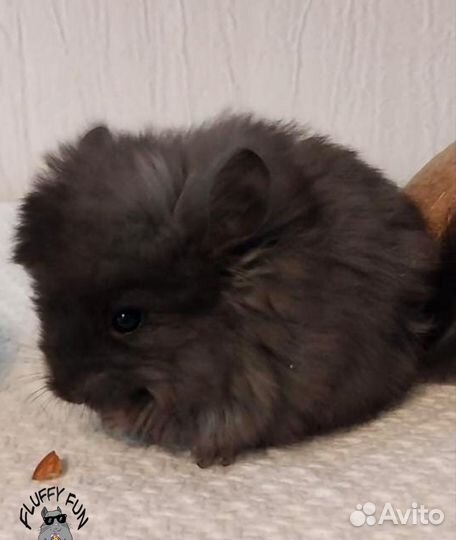 Шиншилла Ангора по кличке Тату