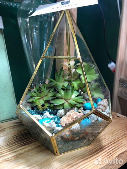 Флорариум живой