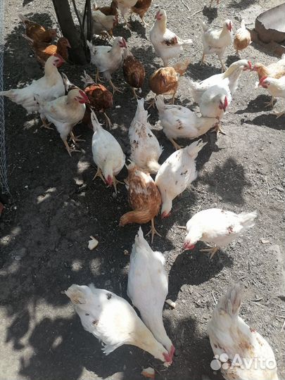 Петушки молодые