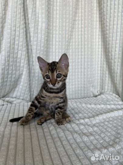 Бенгальские котята