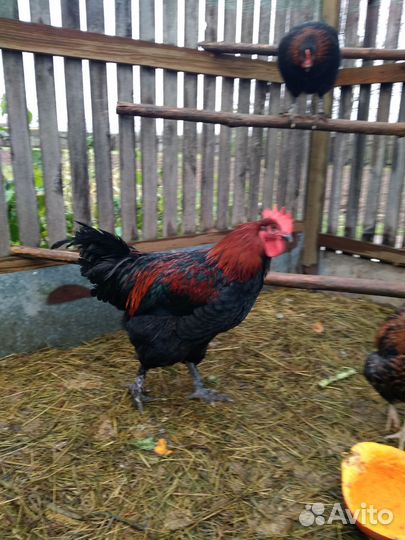 Петух Маран чёрно медный