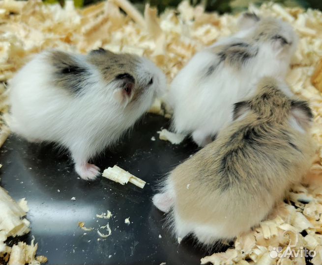 Хомячок Роборовского