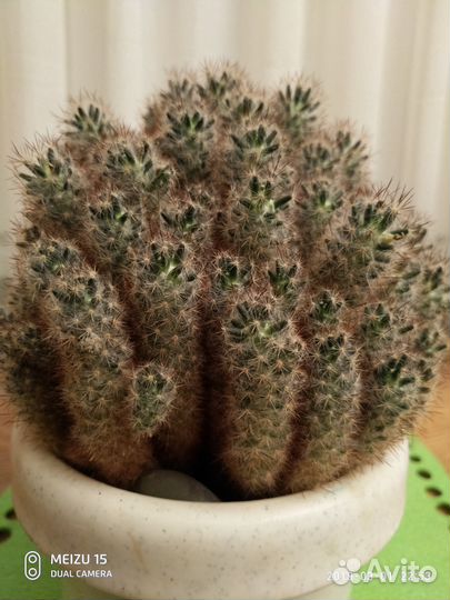 Семейство кактусов