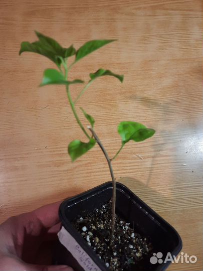 Бугенвилия