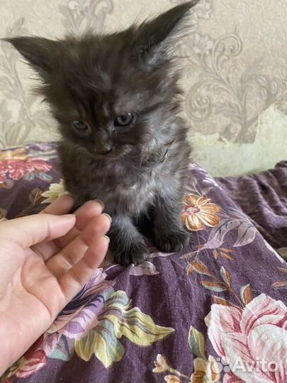 Котята мейн-кун