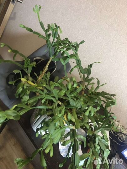 Декабрист целый цветок шлюмбергера