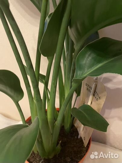 Стрелиция Регина.Четыре ствола 17/80