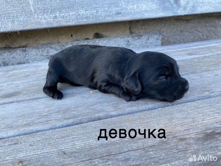 Собаки щенки русский охотничий спаниель метис