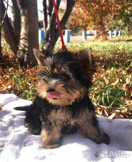 Йоркширский терьер