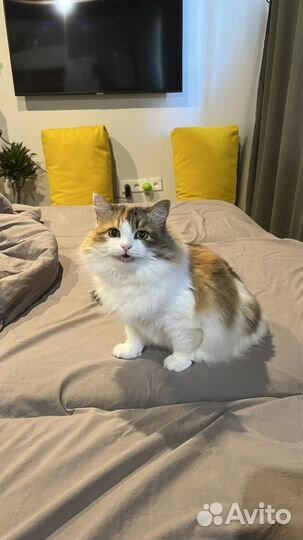 Домашняя кошка