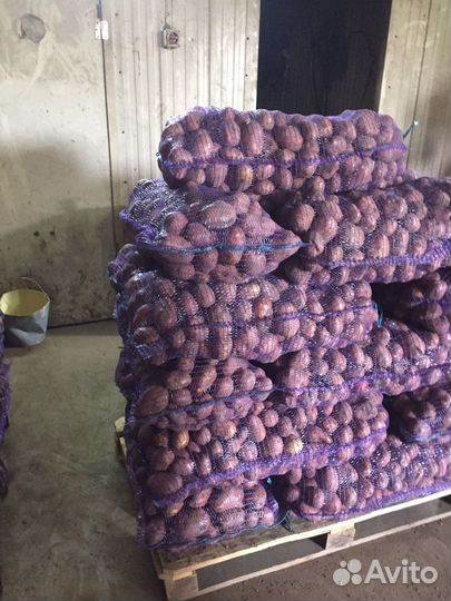 Картошка красная