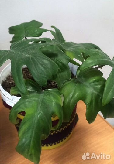 Филодендрон