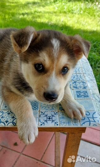 Отдаем щенков в добрые руки, 1,5 мес