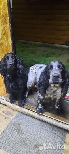 Русский охотничий спаниель щенки