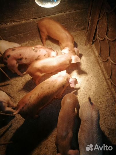 Поросята