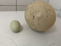 Страусиное яйцо инкубационное