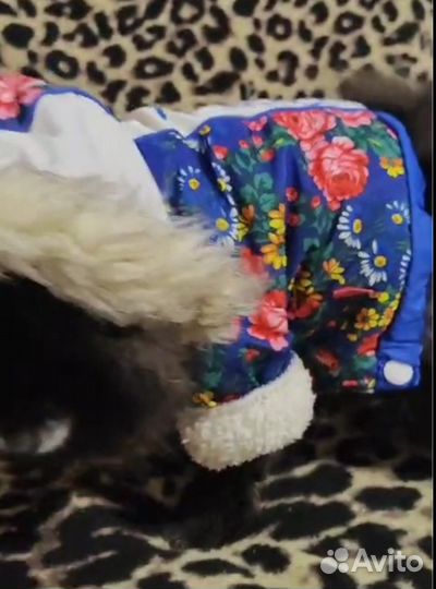 Зимняя куртка для собак