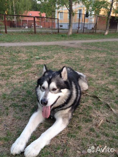 Дрессировка,выгул, передержка