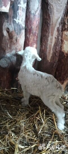Козы и козлята продажа