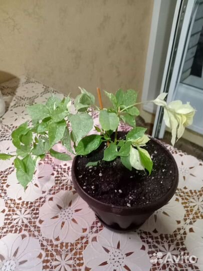 Бугенвиллия