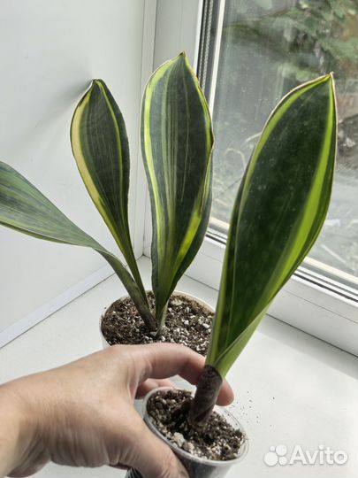 Сансевиерии сортовые