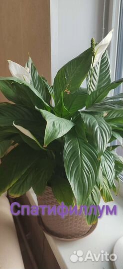 Комнатные растения от 100