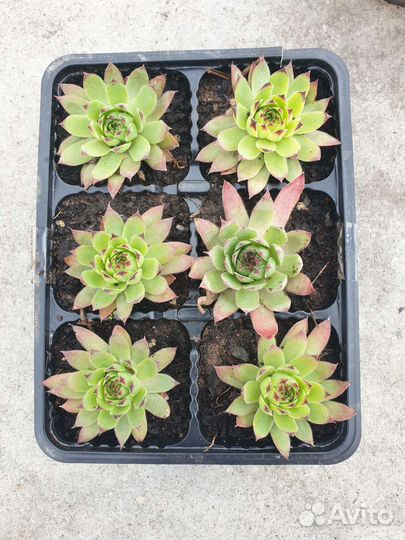 Молодило, эдельвейс