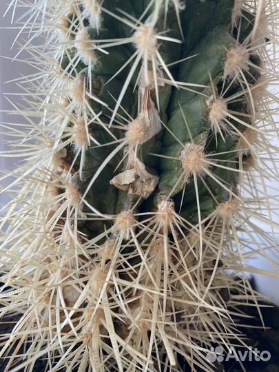 Кактус маммиллярия