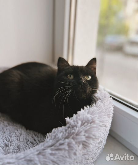 Котенок мальчик