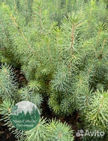 Сеянцы зкс Сосна Ель Лиственница окс Голуб Горн