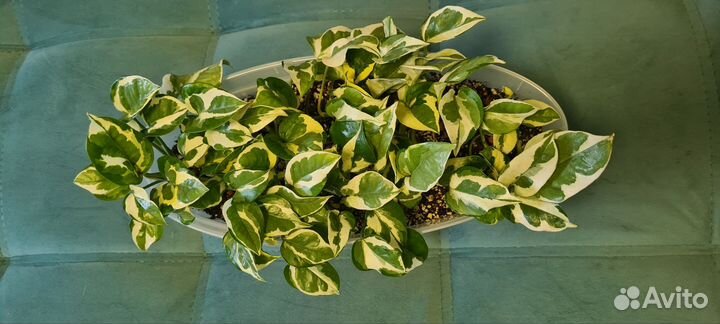 Сциндапсус н джой