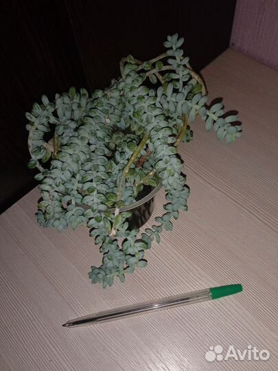 Цветы комнатные