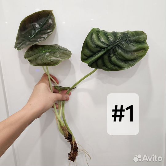 Алоказия ред секрет (медная)