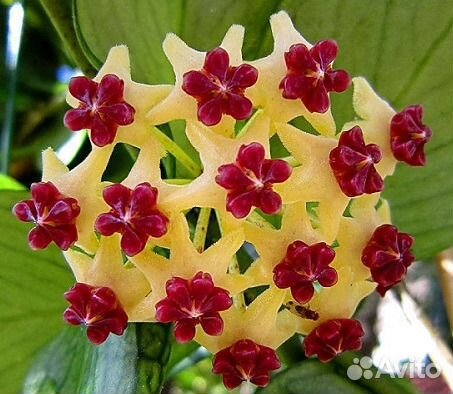 Хойи сортовые