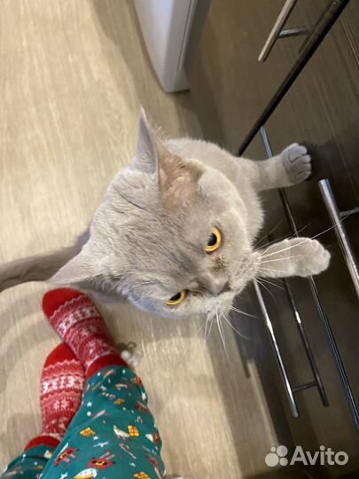 Отдам в добрые руки