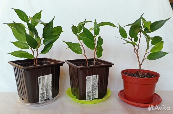 Фикус Бенджамина Наташа