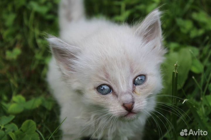 Отдадим котят бесплатно