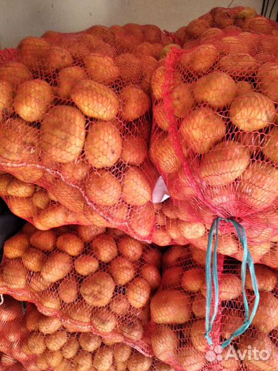 Картофель на посадку, колумбо и т. д