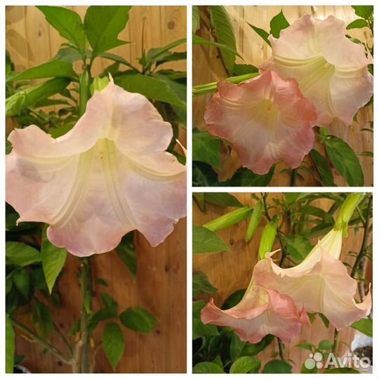 Бругмансия розовая