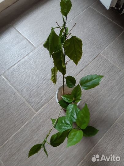 Гибискус махровый красный