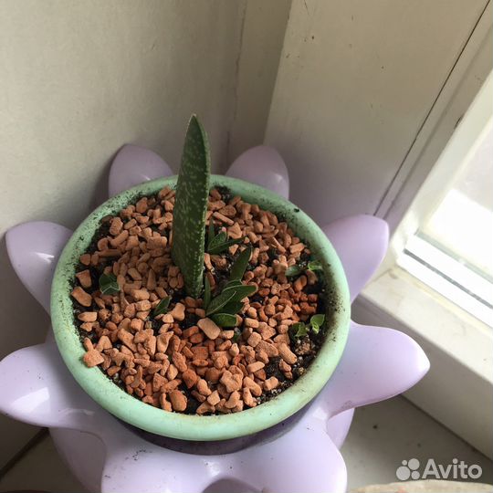 Кактус опунция Монаканта вариегатная