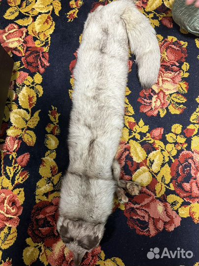 Шкурка песца