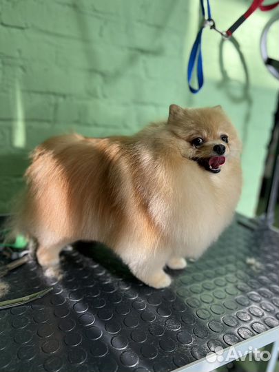 Грумер / стрижка собак